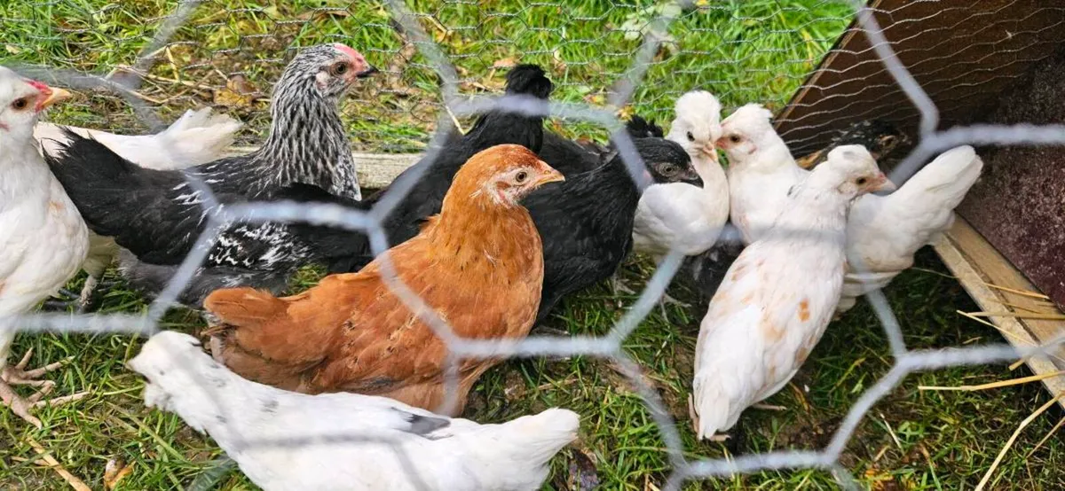 Chicks - Image 3