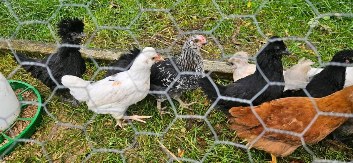 Chicks - Image 4