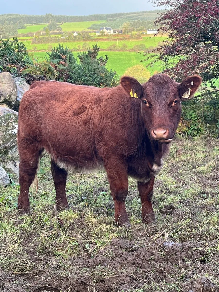 Organic shx heifer - Image 1