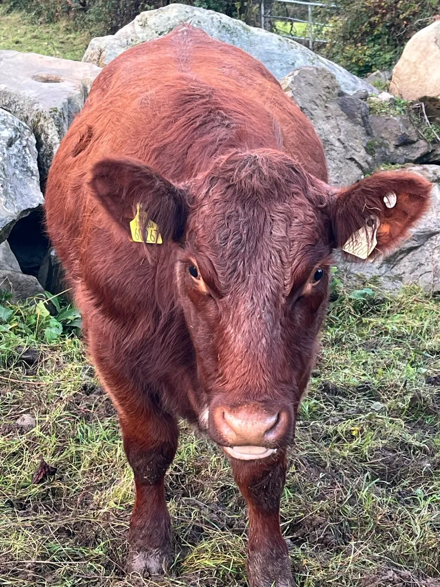 Organic shx heifer - Image 2