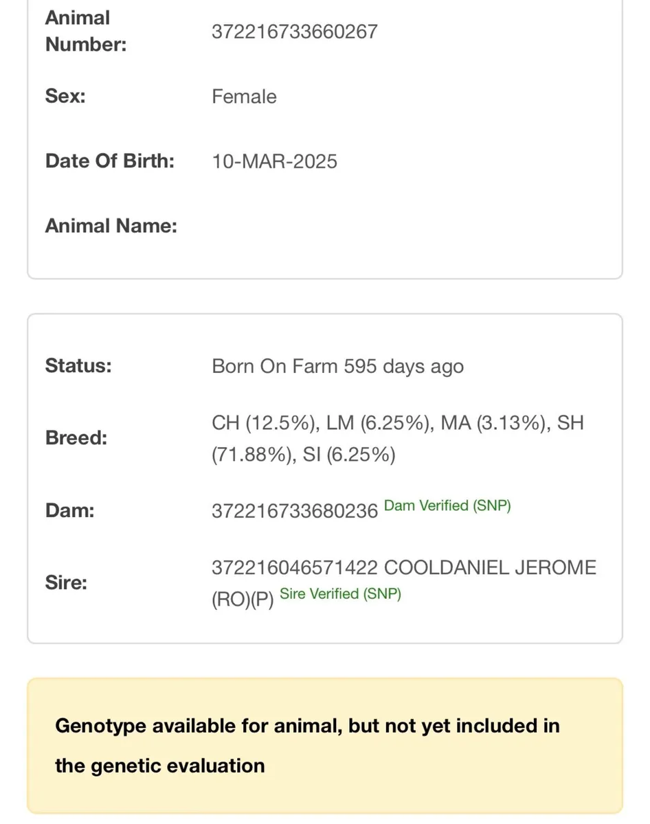 Organic shx heifer - Image 4