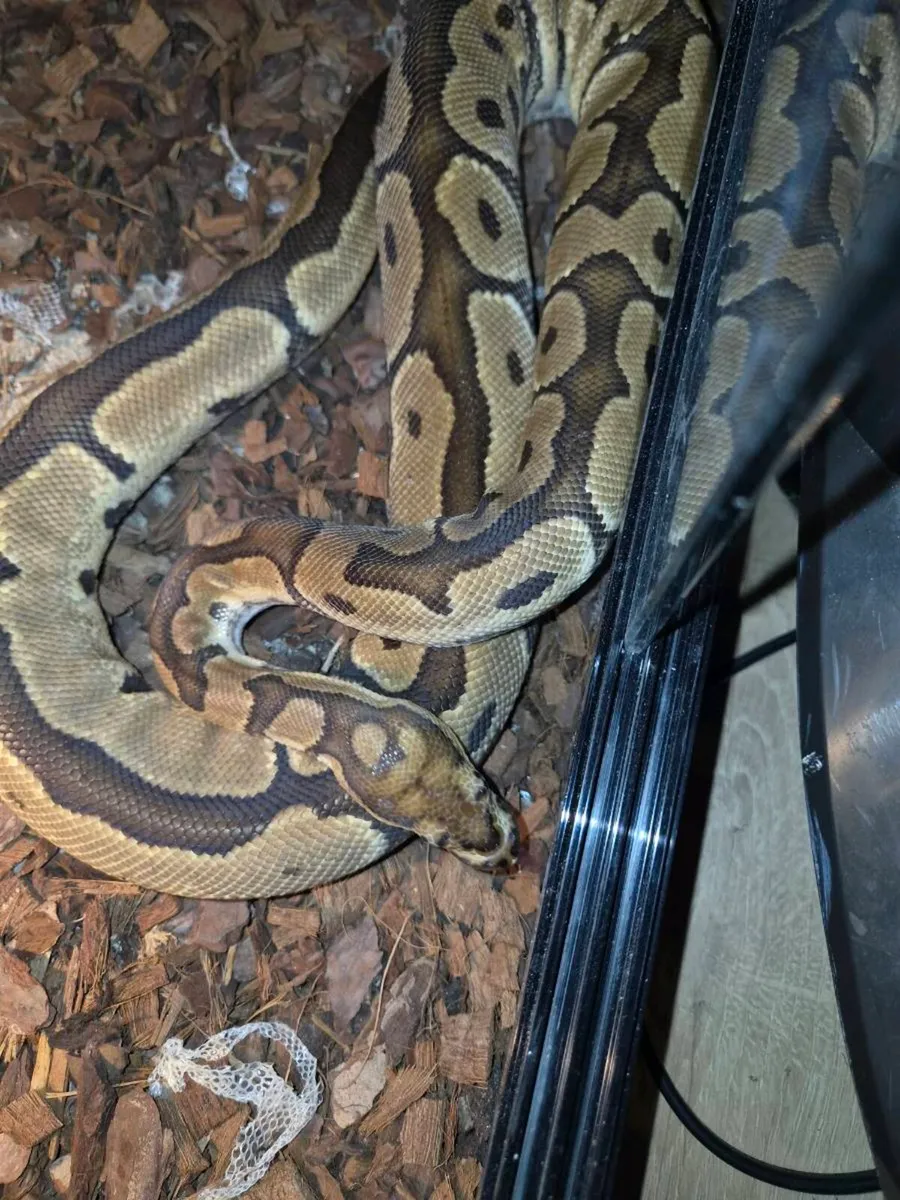 Pied male royal python and female clown - Image 3