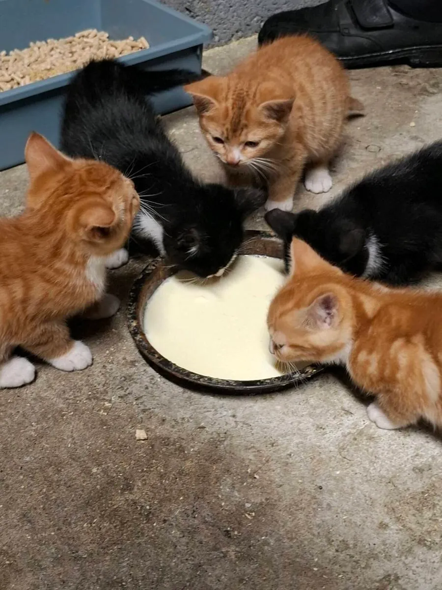 Kittens for sale in Waterford - Image 1