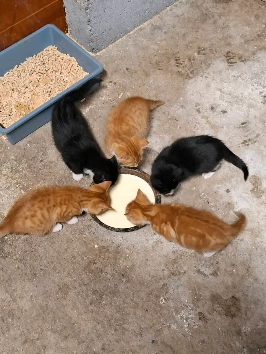 Kittens for sale in Waterford - Image 2