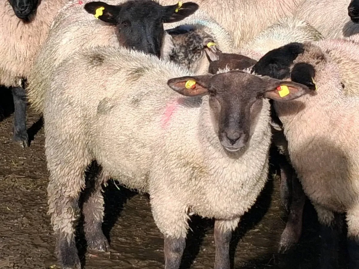 60 Suffolk Ewe Lamb's - Image 1