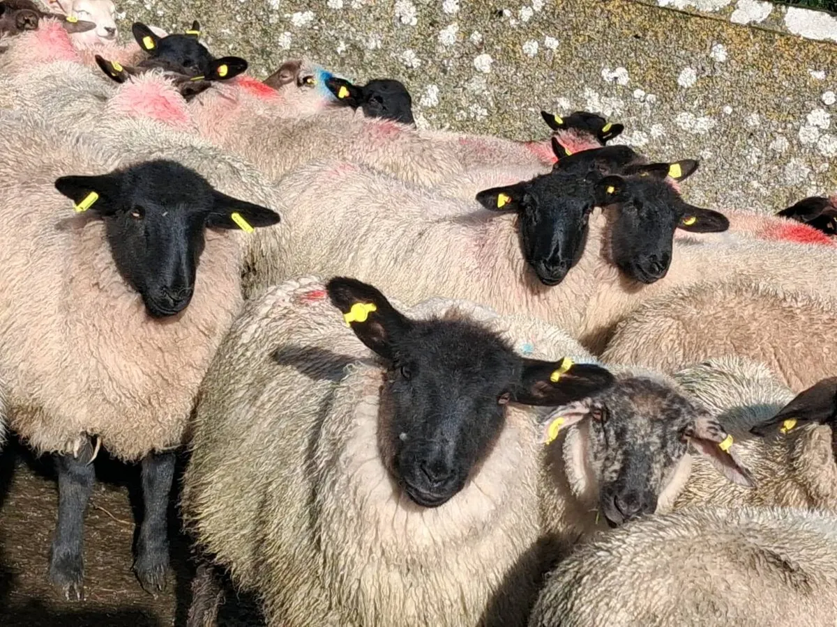 60 Suffolk Ewe Lamb's - Image 2