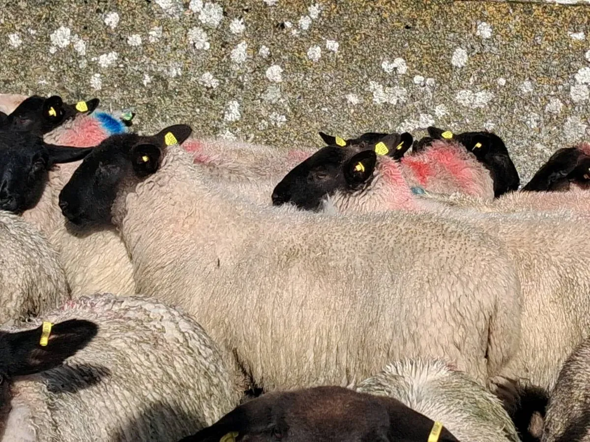 60 Suffolk Ewe Lamb's - Image 3