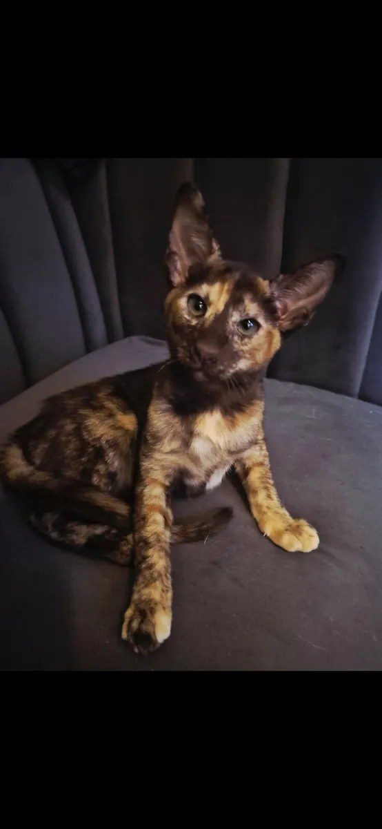 Female Pedigree Oriental kitten 😸 - Image 1