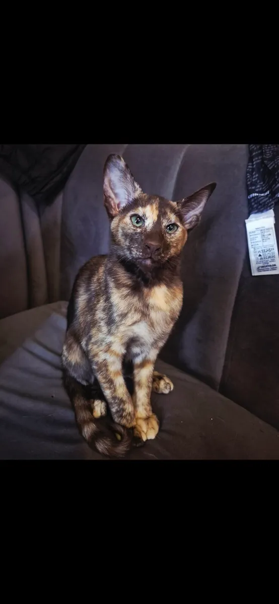 Female Pedigree Oriental kitten 😸 - Image 2