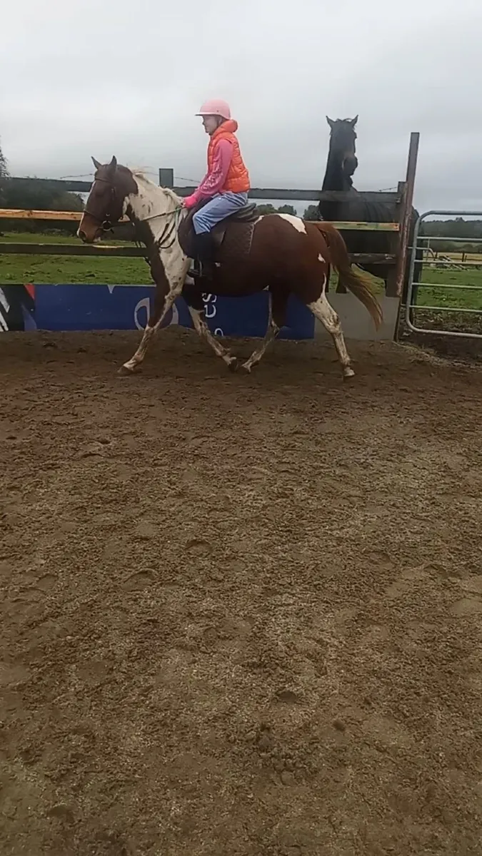 Very quiet 3yr gelding - Image 1