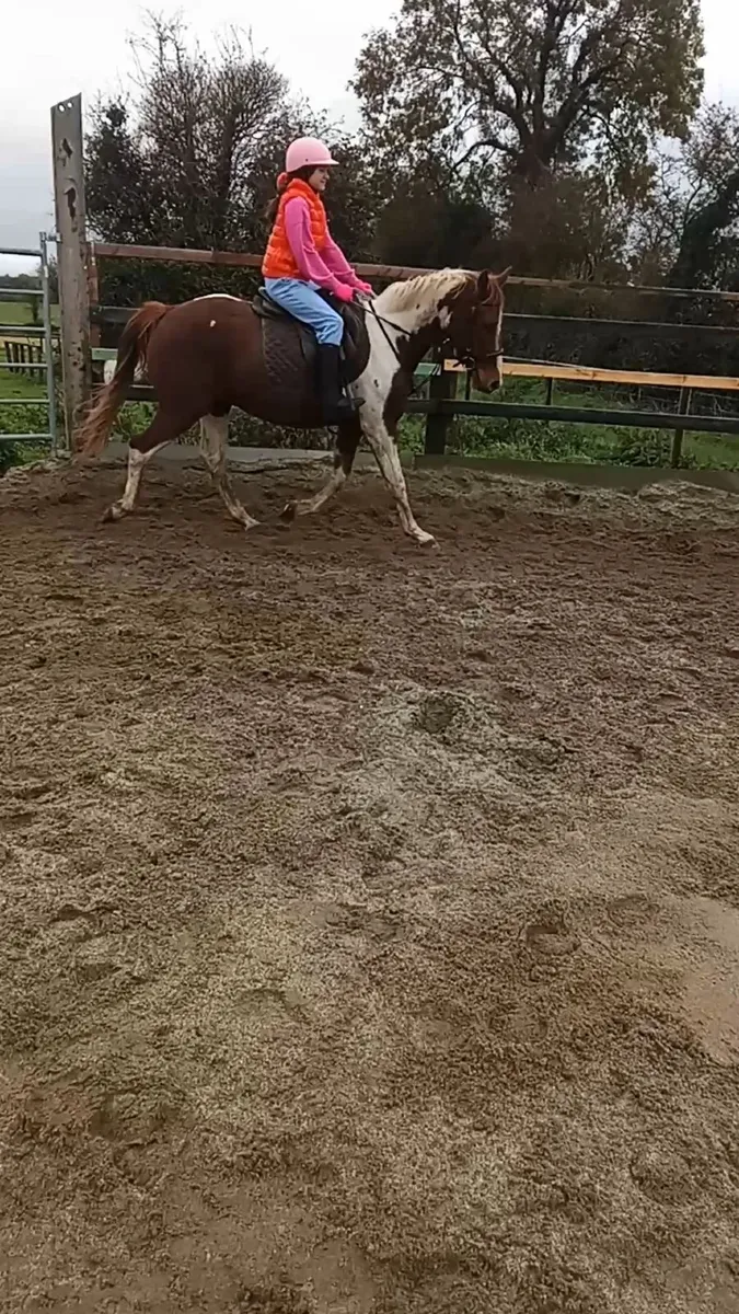 Very quiet 3yr gelding - Image 3
