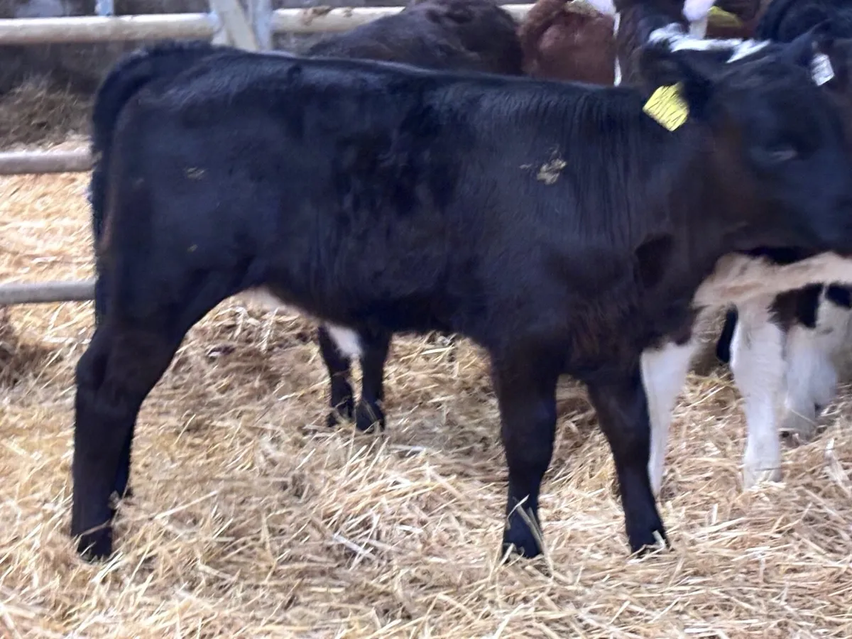 9 top quality calves for sale - Image 2