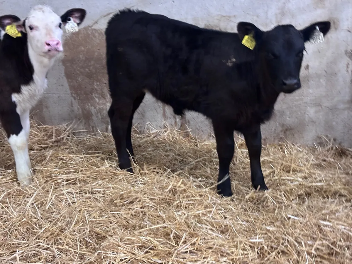 9 top quality calves for sale - Image 3