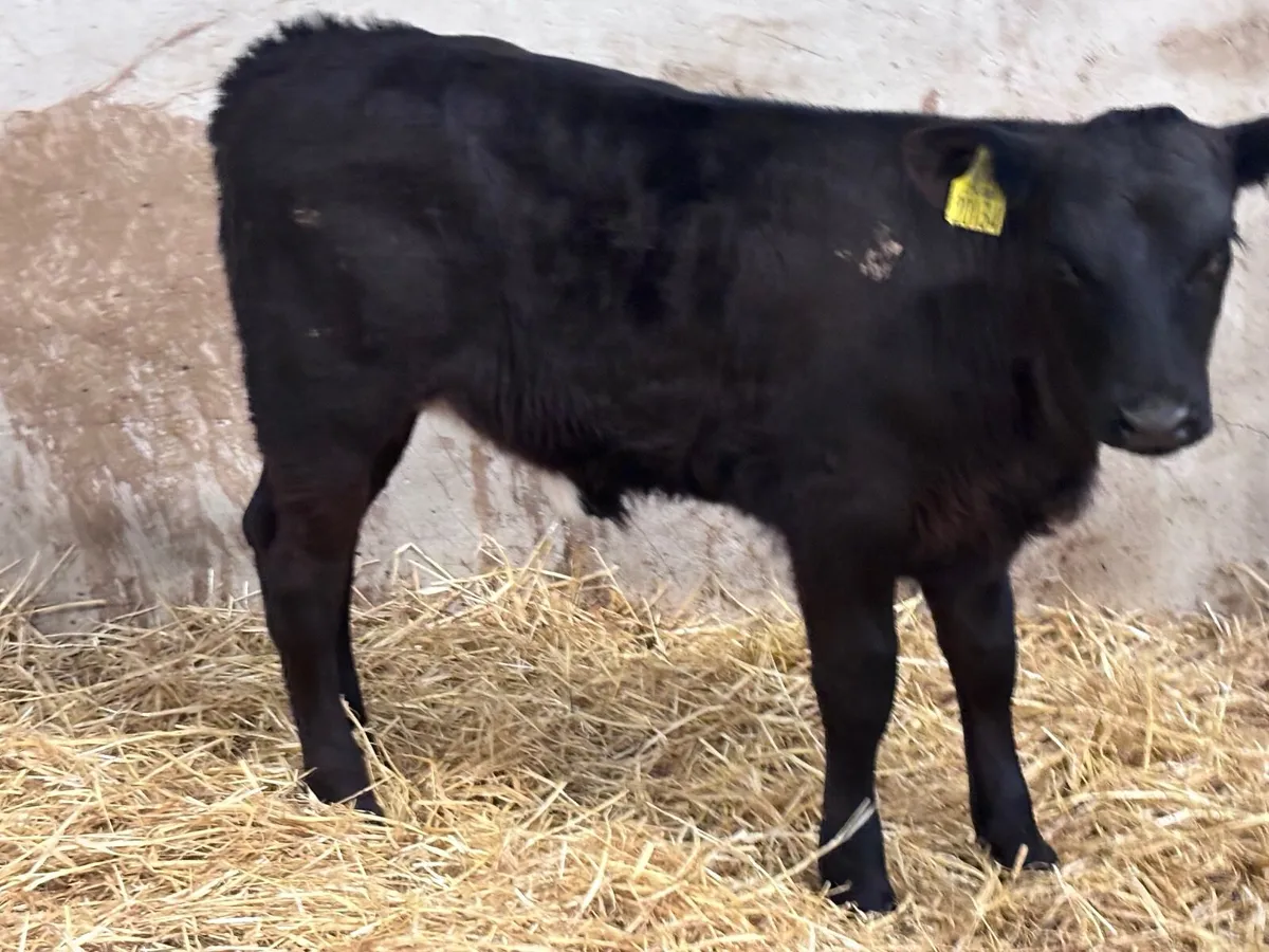 9 top quality calves for sale - Image 4