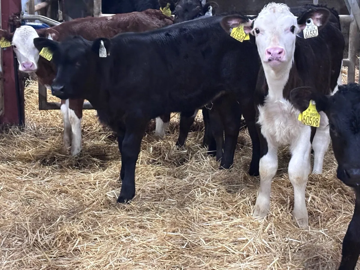 9 top quality calves for sale - Image 1