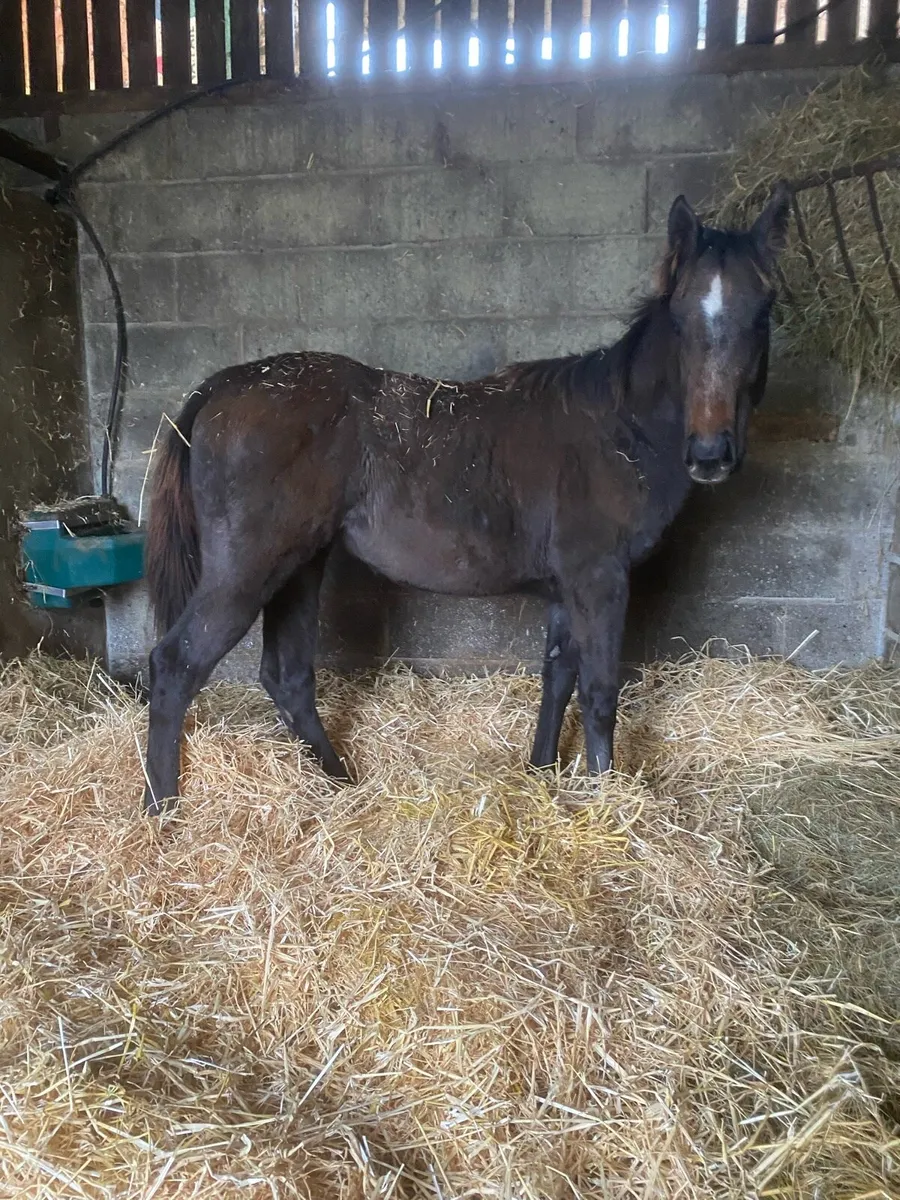 TB filly foal - Image 1