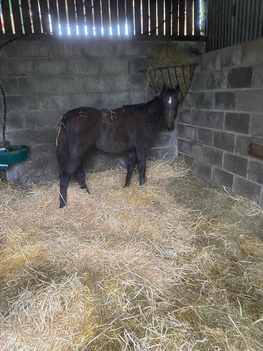 TB filly foal - Image 3