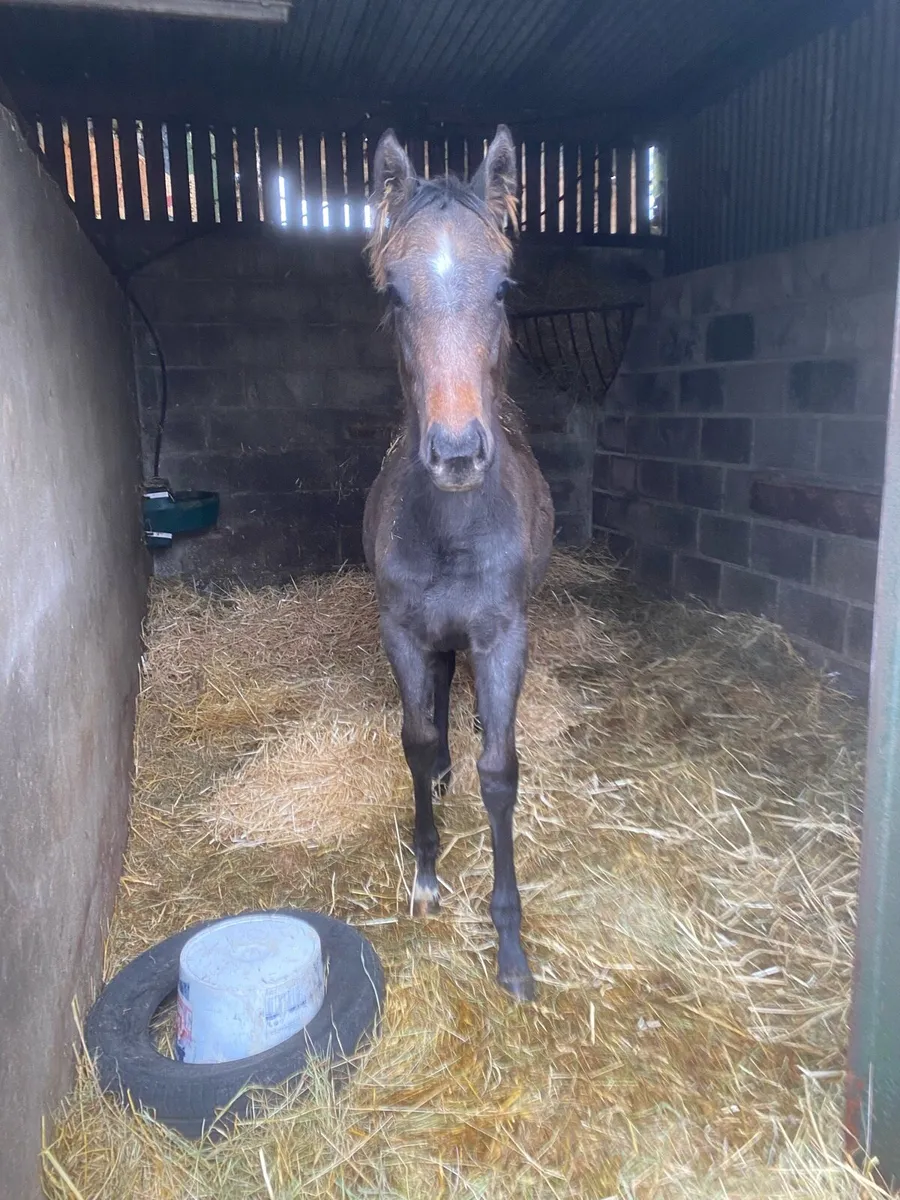 TB filly foal - Image 2