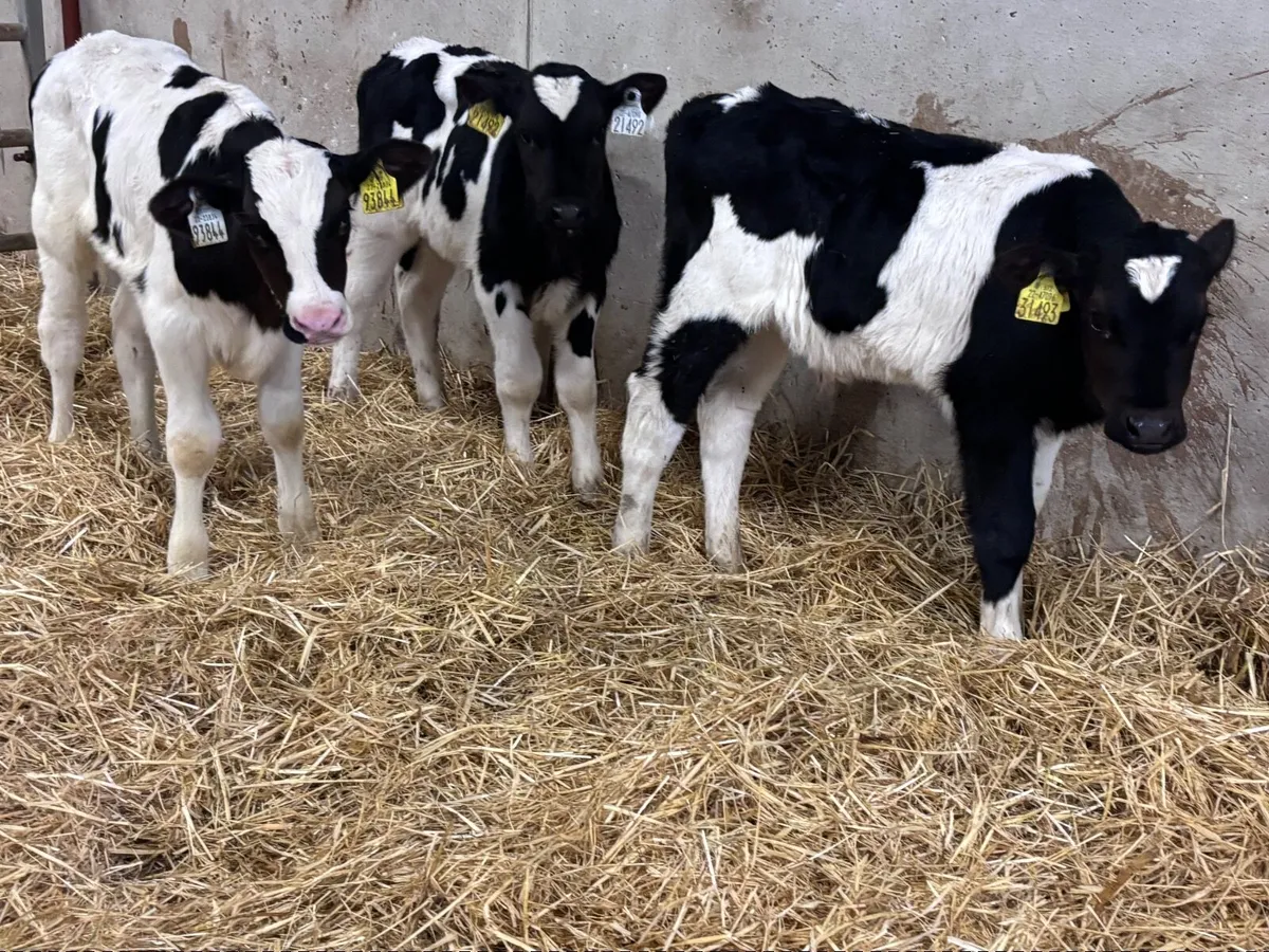 3 Freisan bull calves for sale - Image 1
