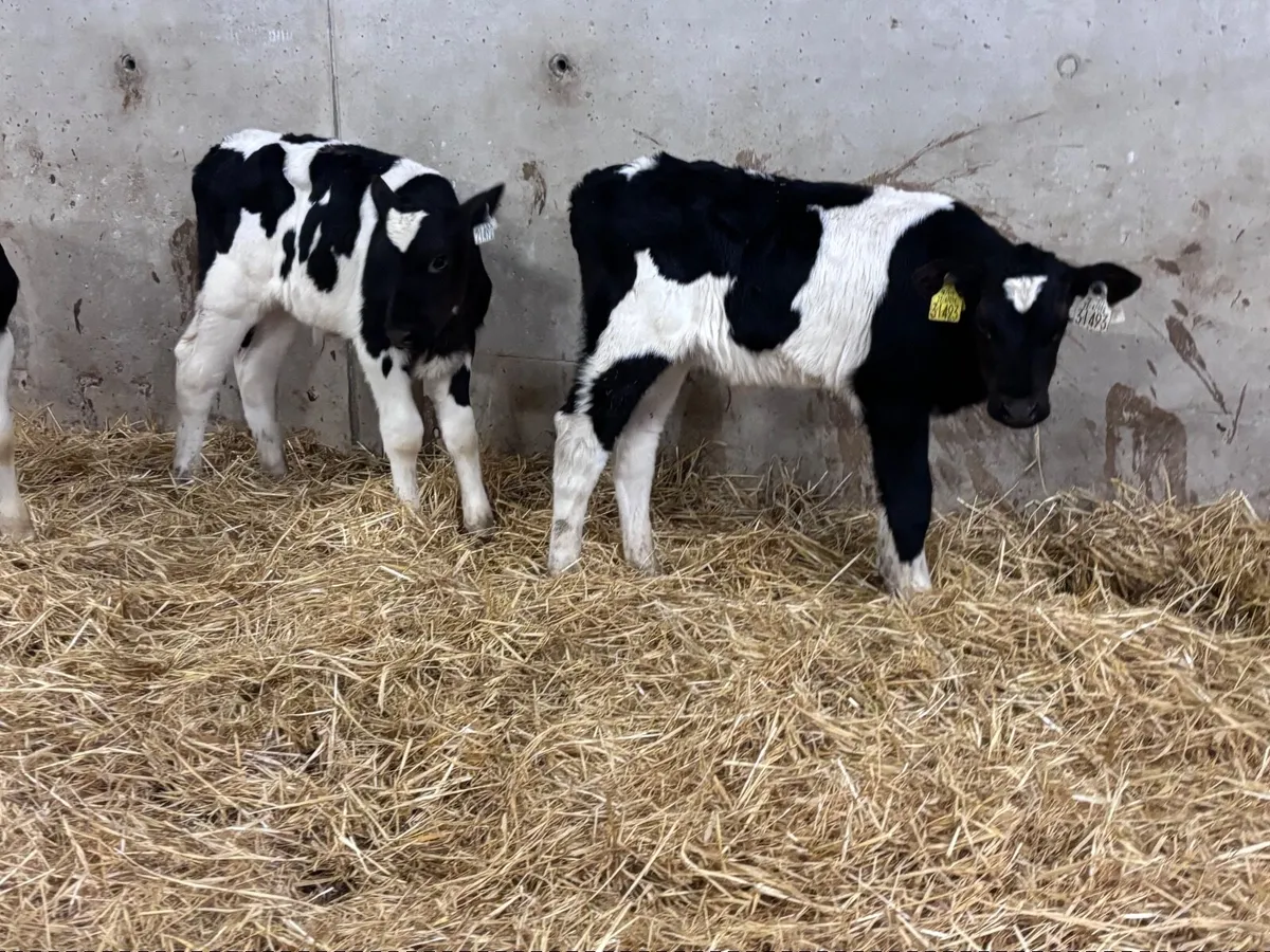 3 Freisan bull calves for sale - Image 2