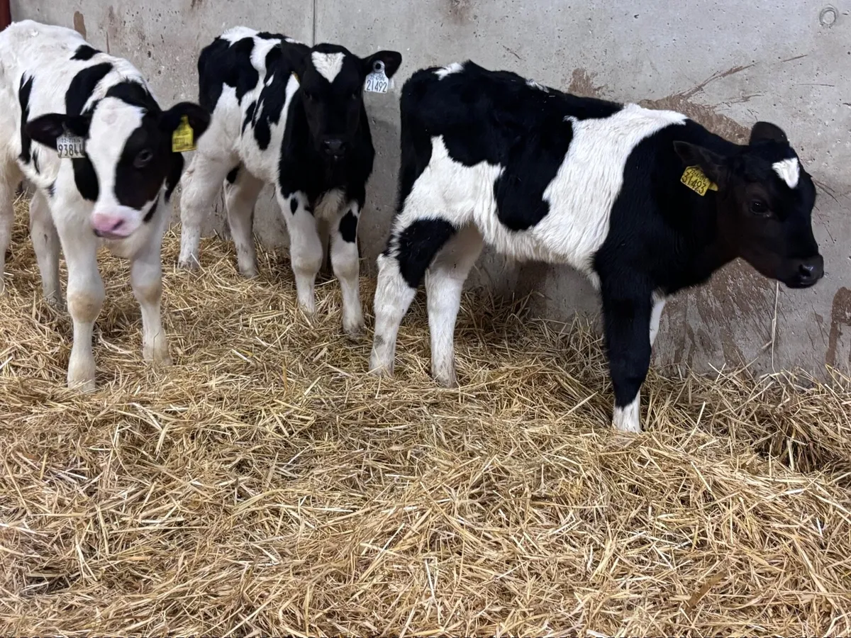 3 Freisan bull calves for sale - Image 4