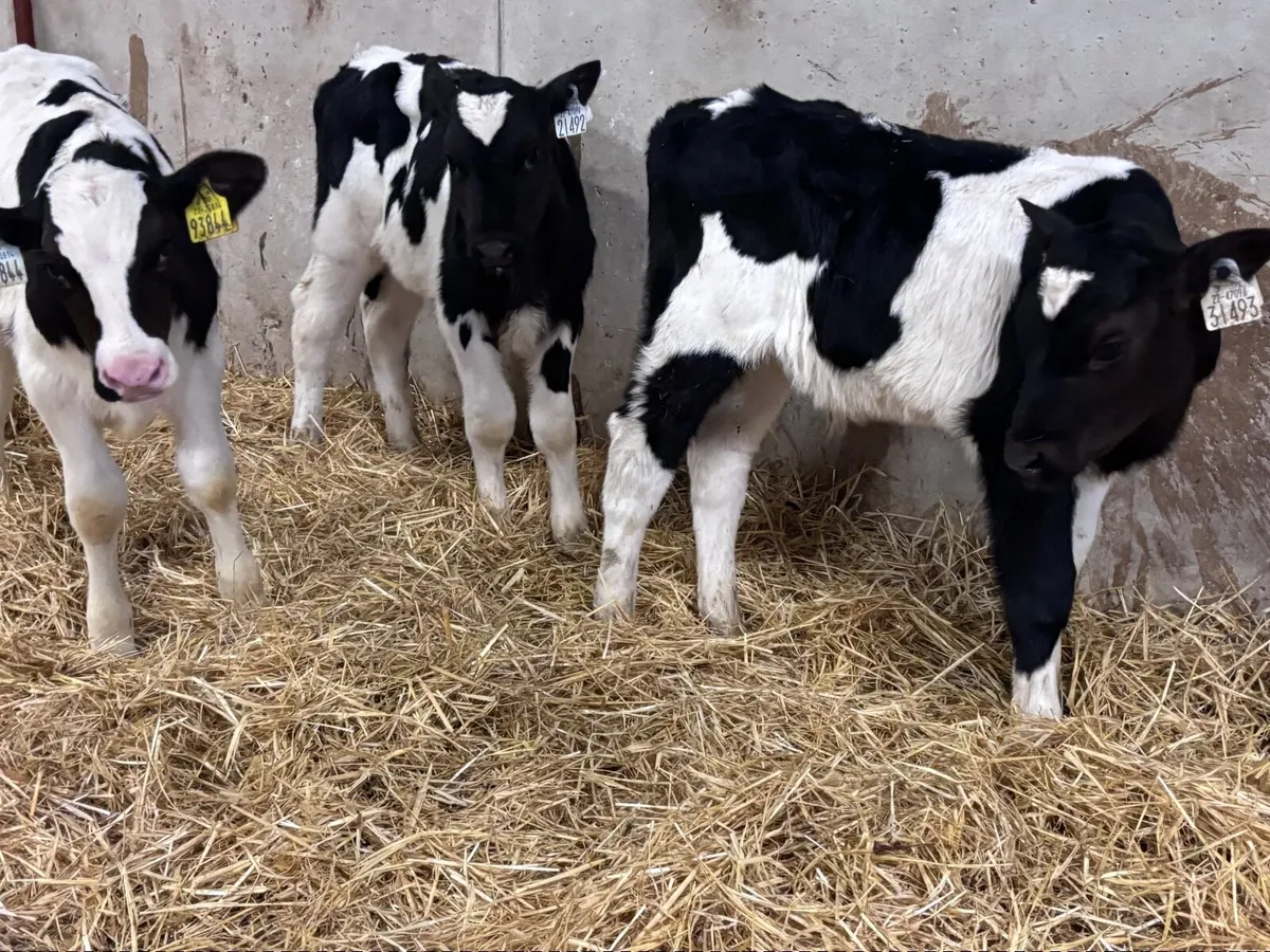 3 Freisan bull calves for sale - Image 3