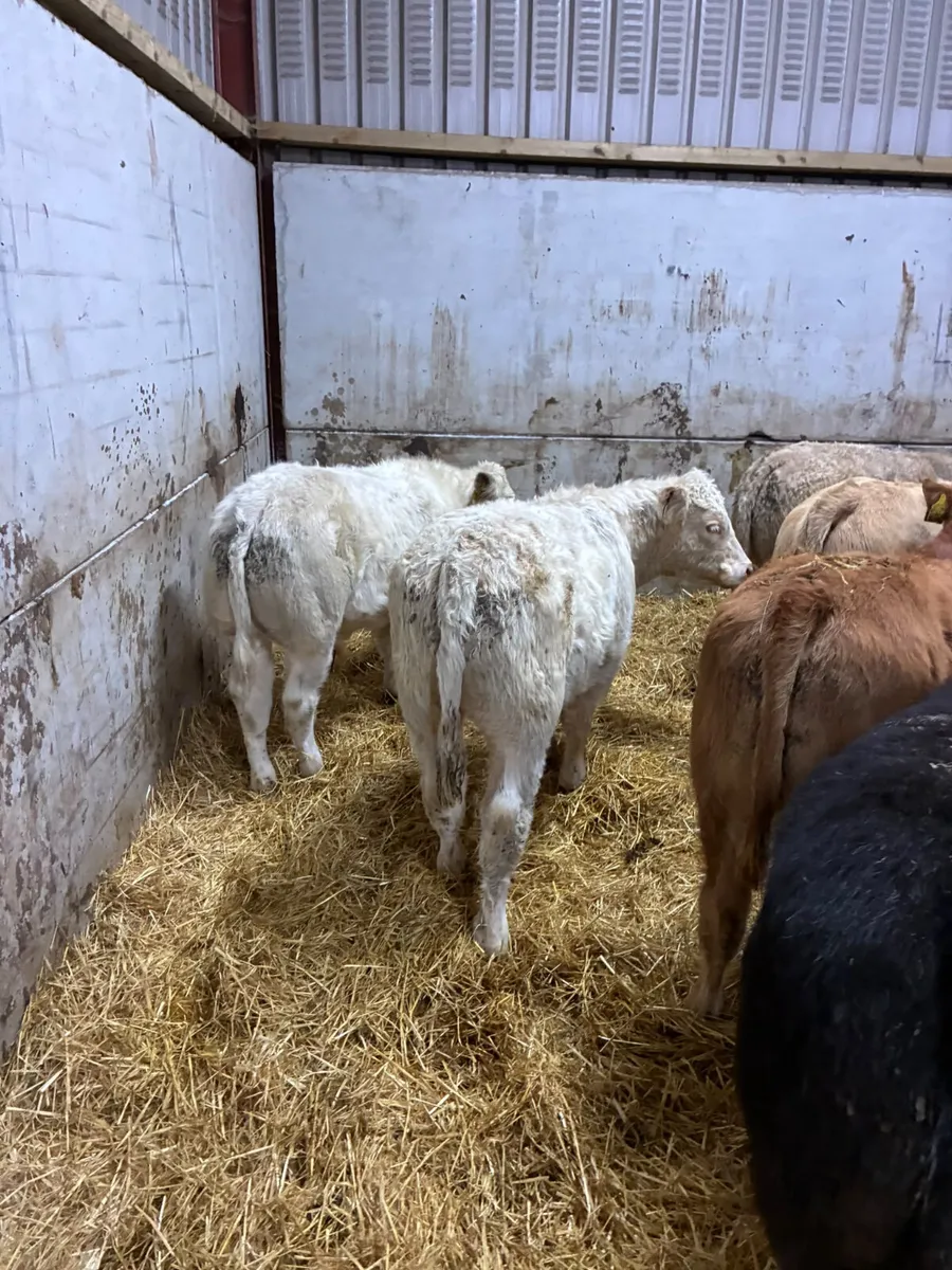 Beef bred bulls - Image 4