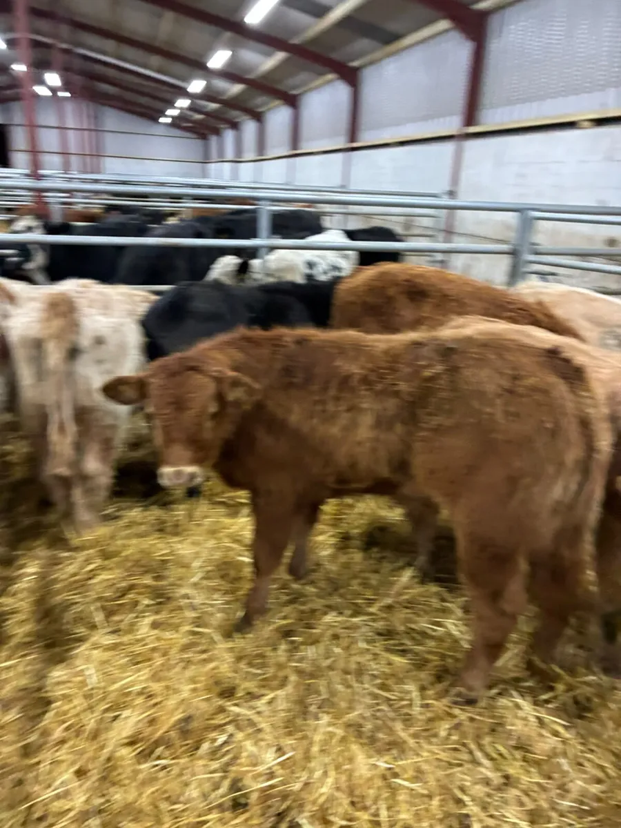 Beef bred bulls - Image 1