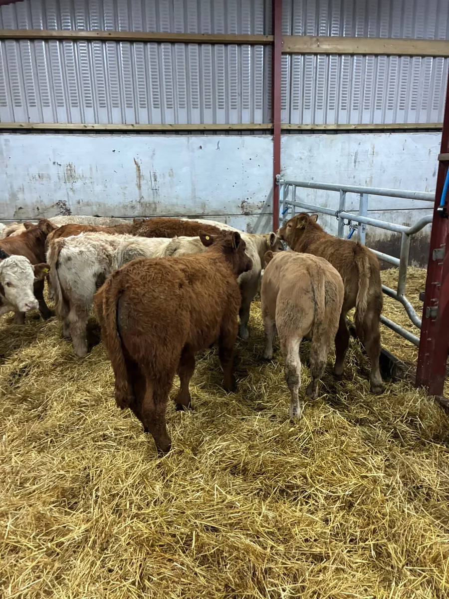 Beef bred bulls - Image 3