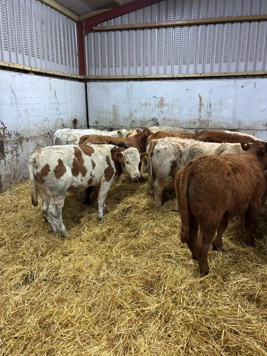 Beef bred bulls - Image 2