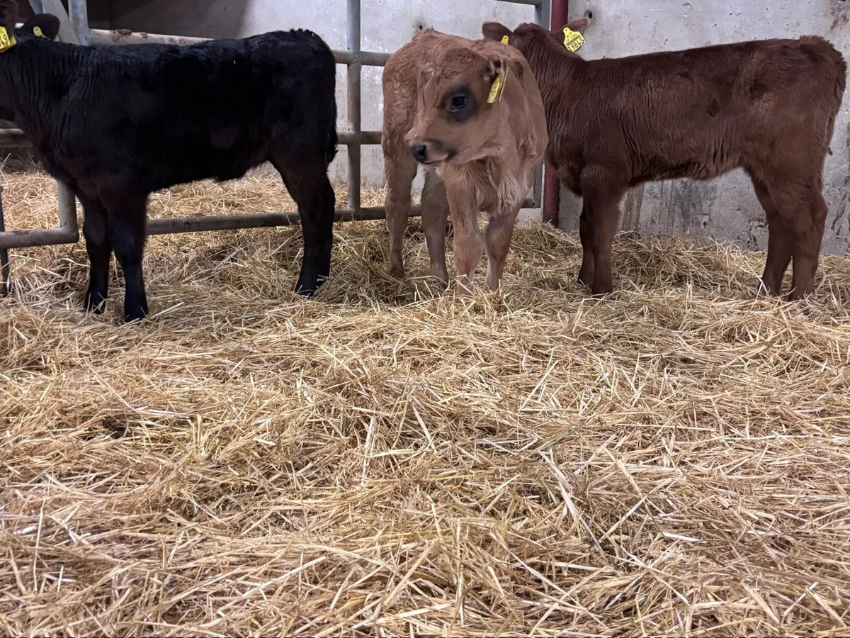 3 heifer calves for sale - Image 4