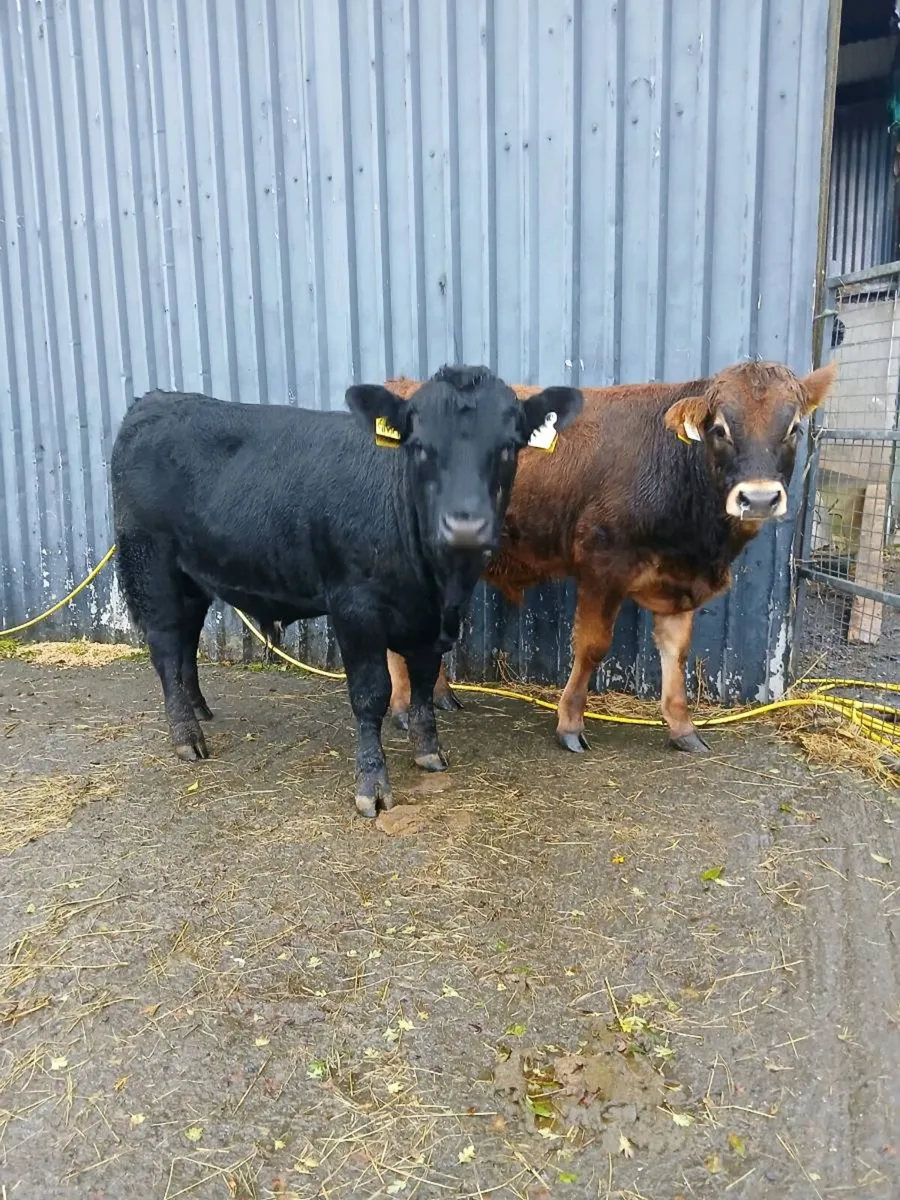 Two bull weanlings - Image 1