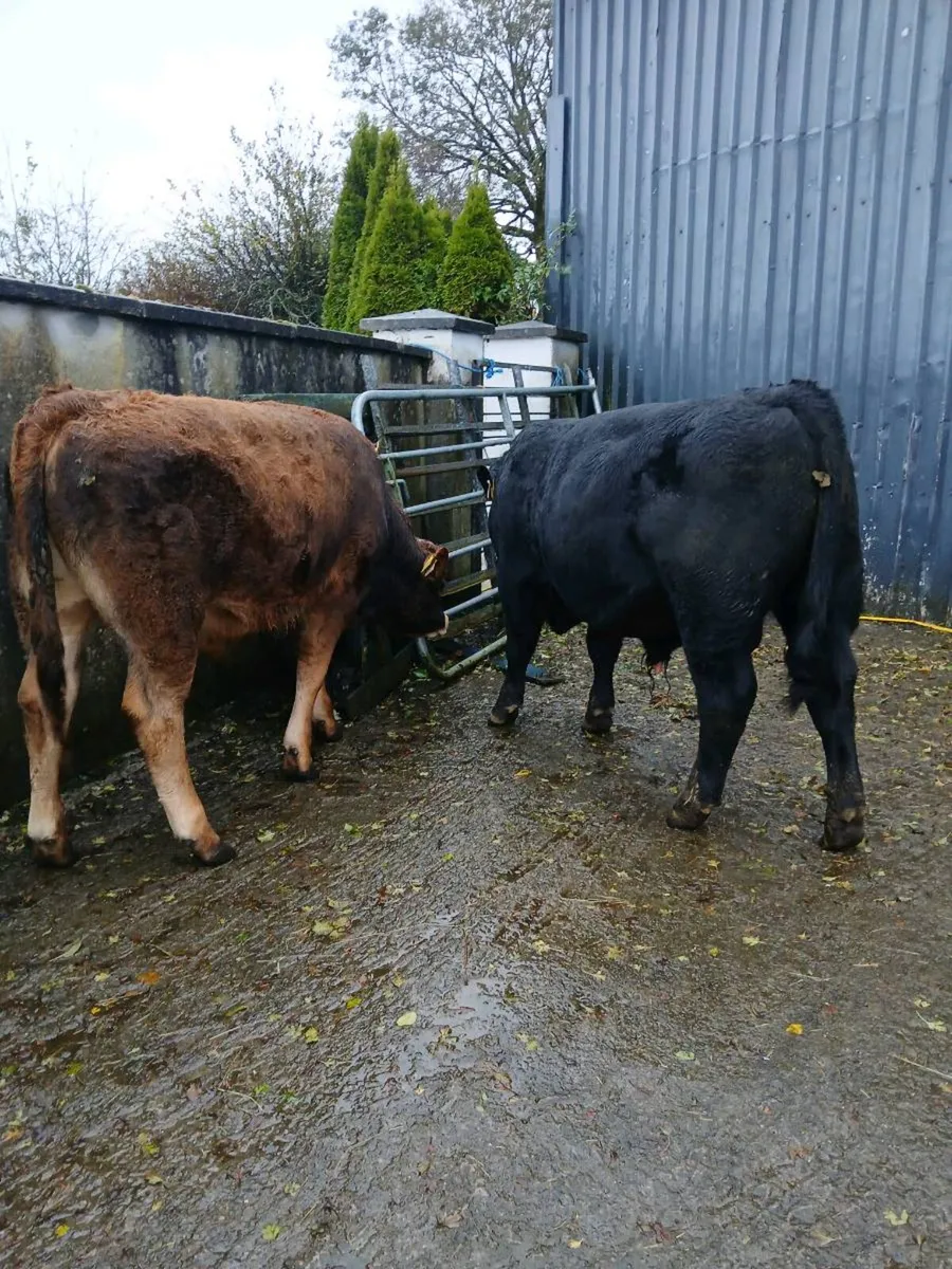 Two bull weanlings - Image 2