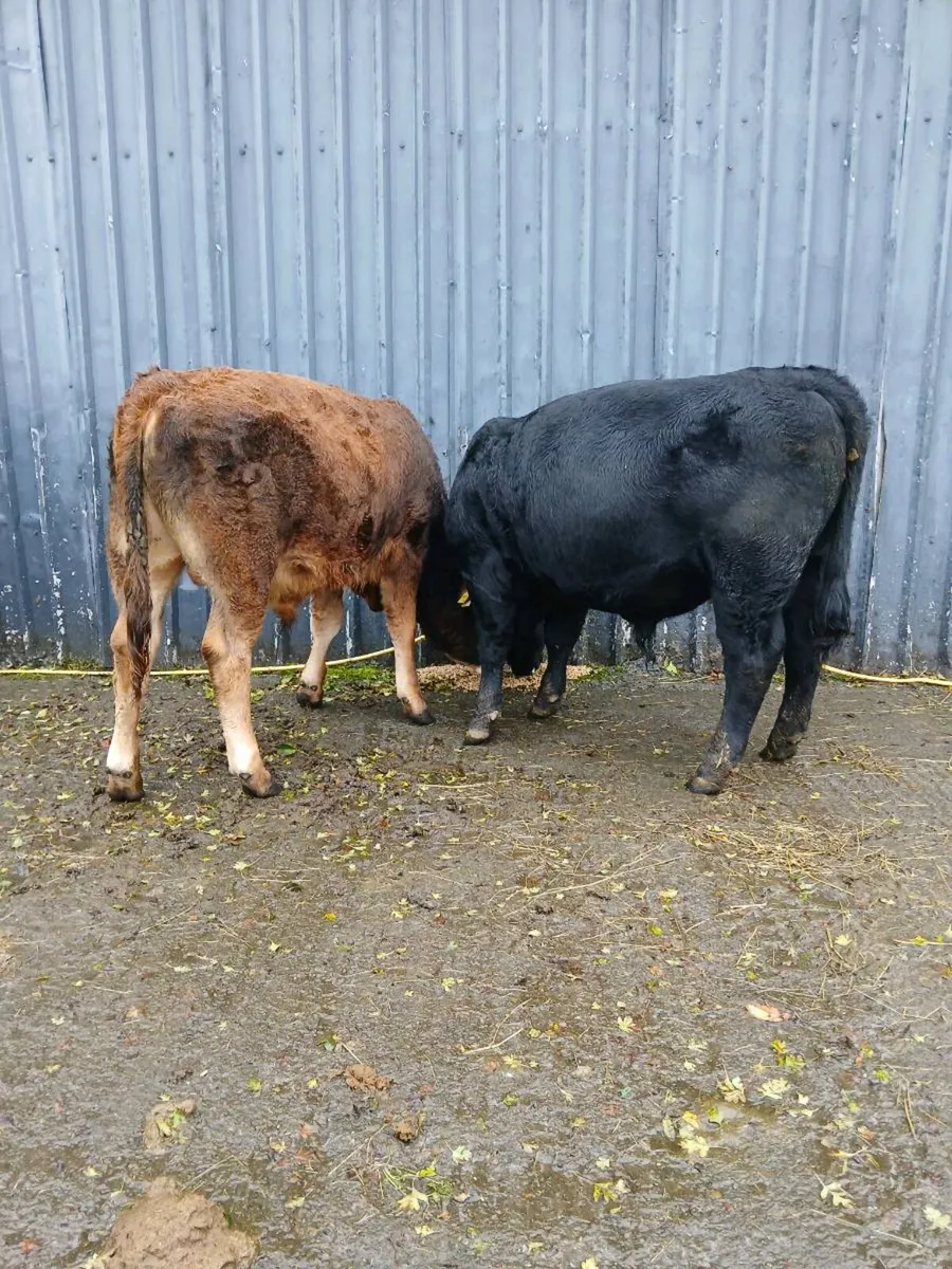 Two bull weanlings - Image 3