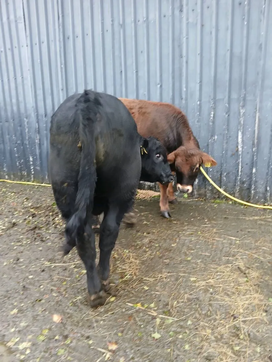 Two bull weanlings - Image 4