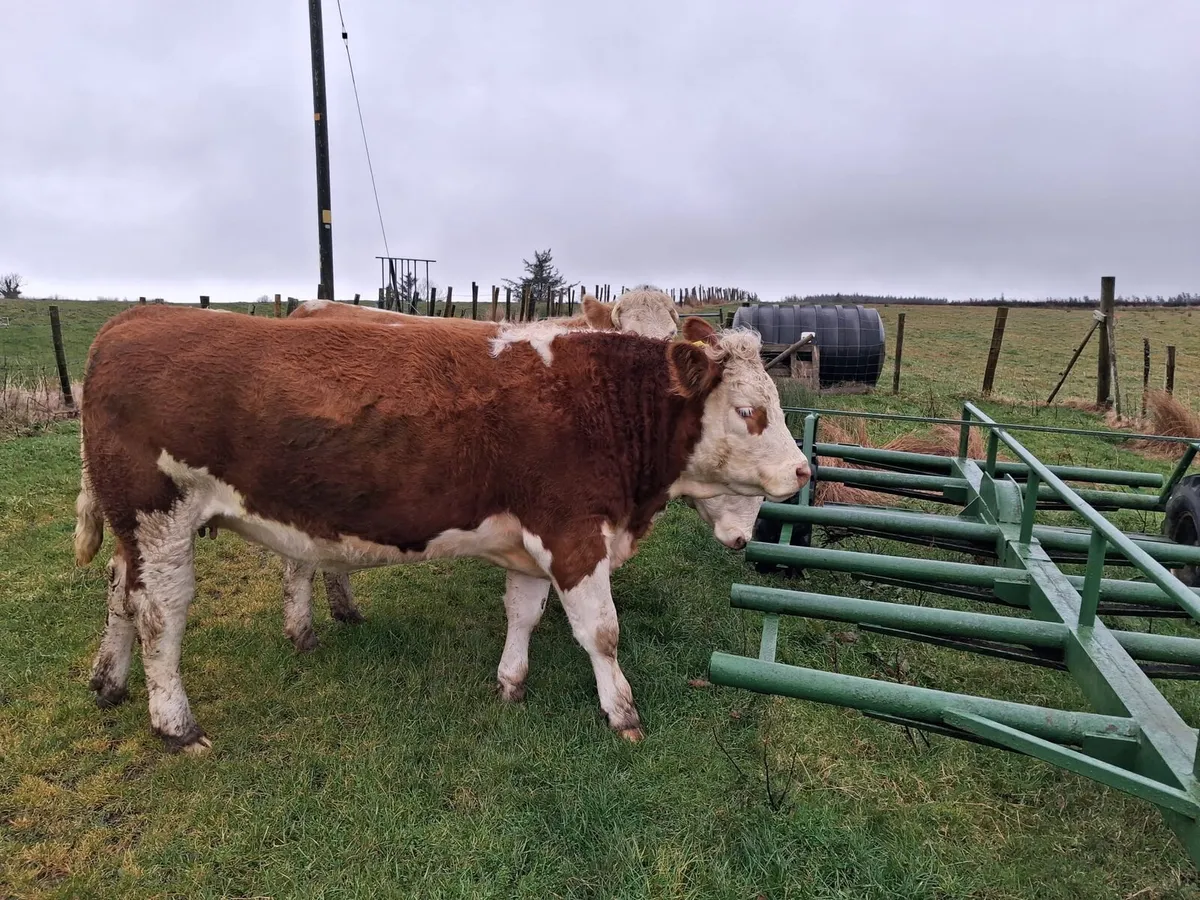 In Calf Heifers for Dowra Wednesday 28th October - Image 1