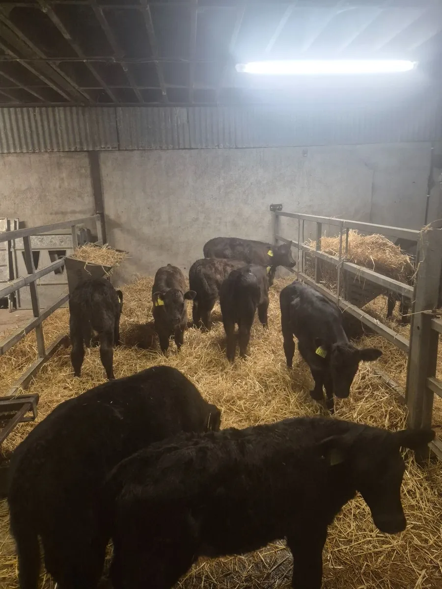 Calves - Image 3