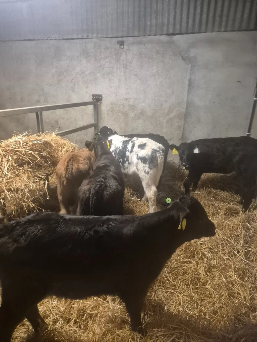 Calves - Image 4