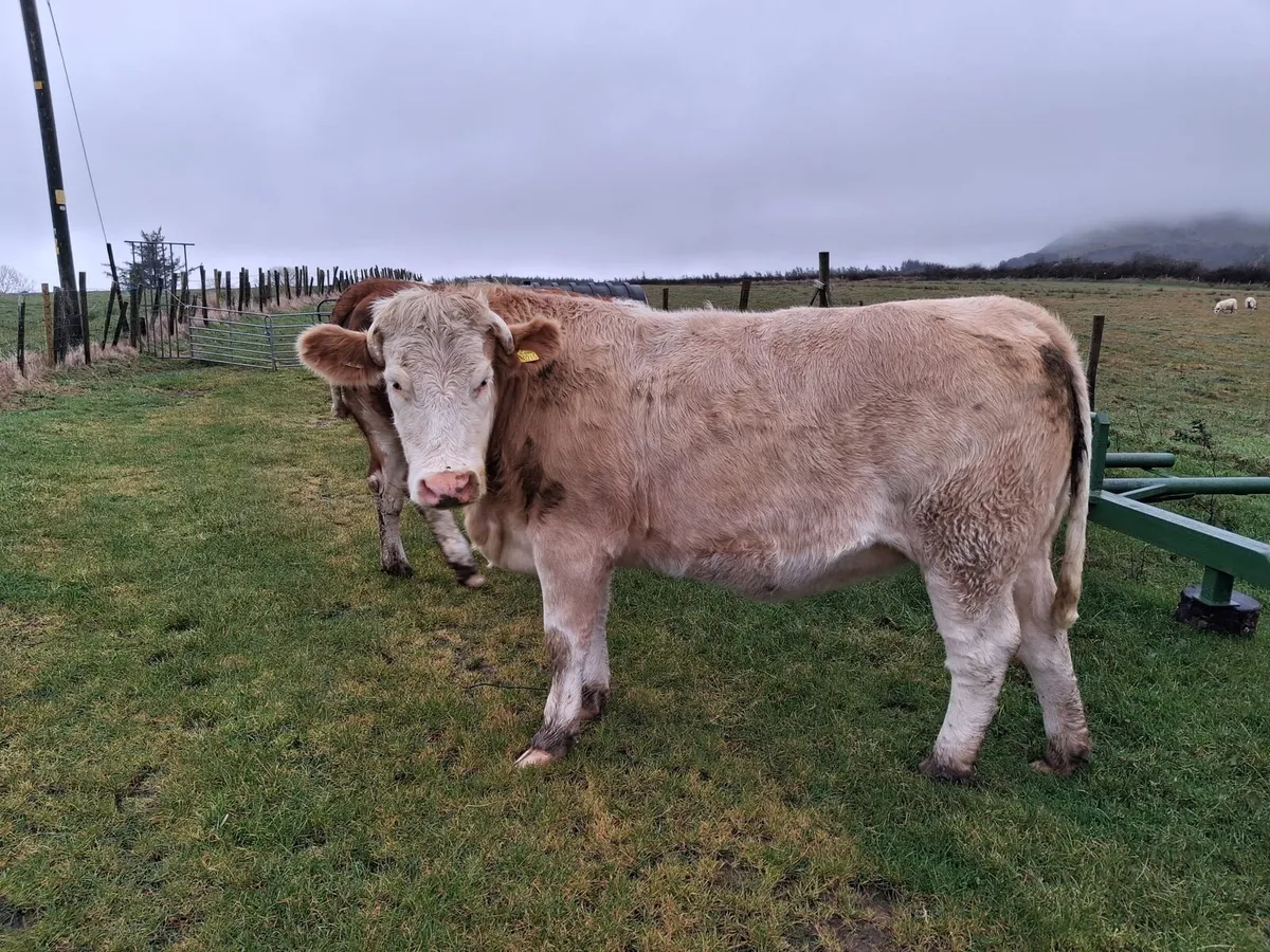 In Calf Heifers for Dowra Wednesday 28th October - Image 2