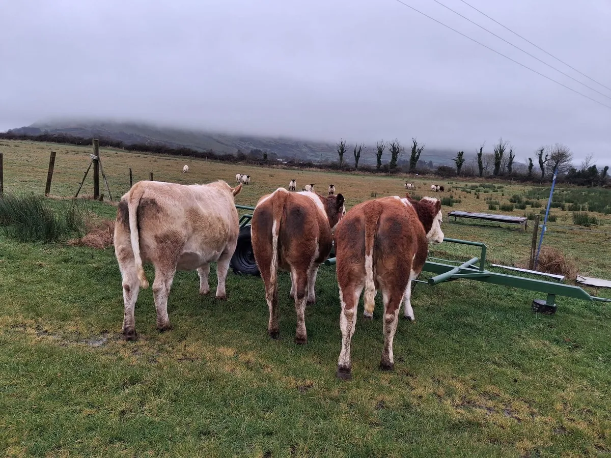 In Calf Heifers for Dowra Wednesday 28th October - Image 3