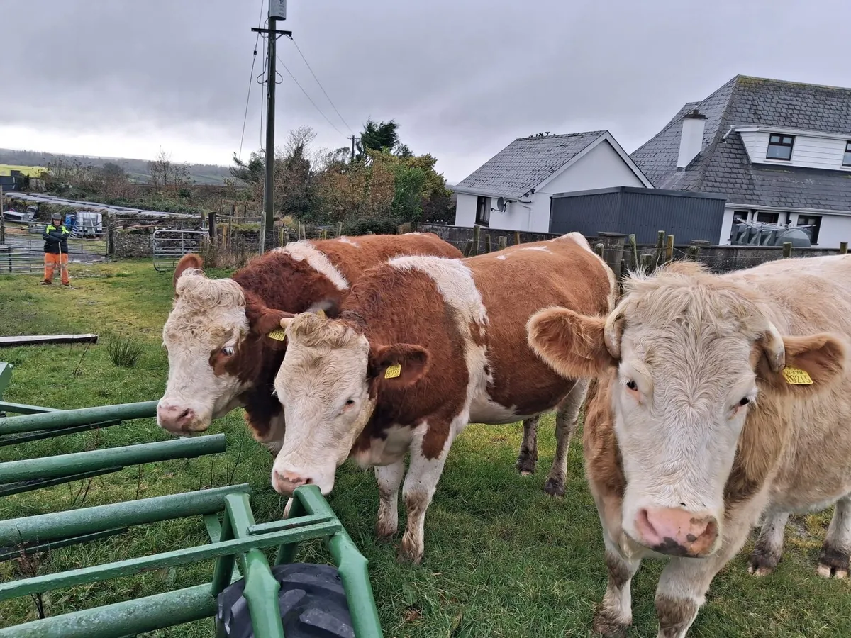 In Calf Heifers for Dowra Wednesday 28th October - Image 4