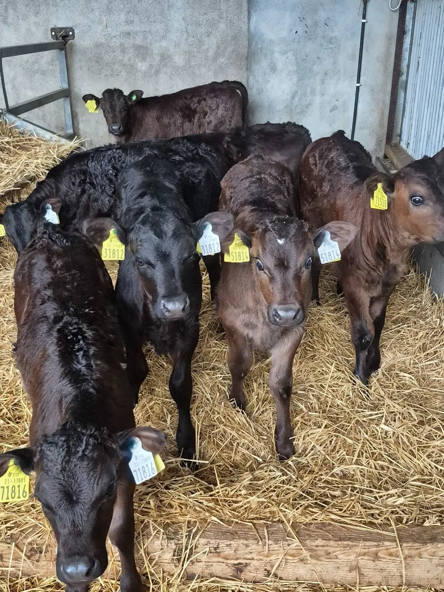 Calves - Image 2