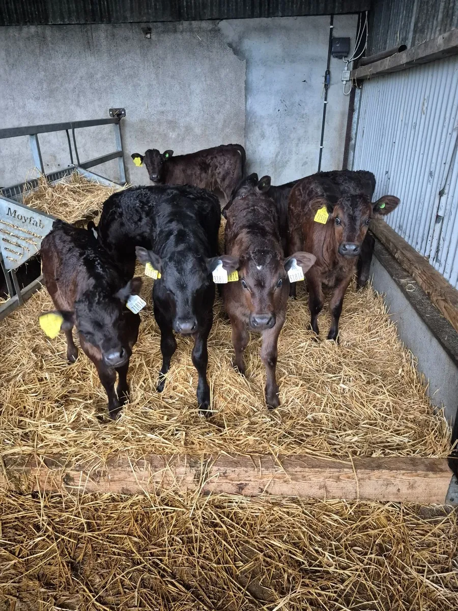 Calves - Image 1