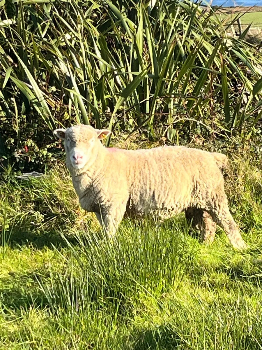 Dorset Ram - Image 1