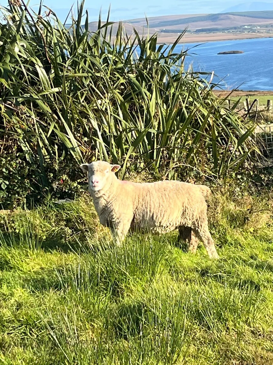 Dorset Ram - Image 2