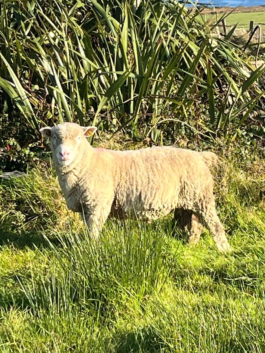 Dorset Ram - Image 3