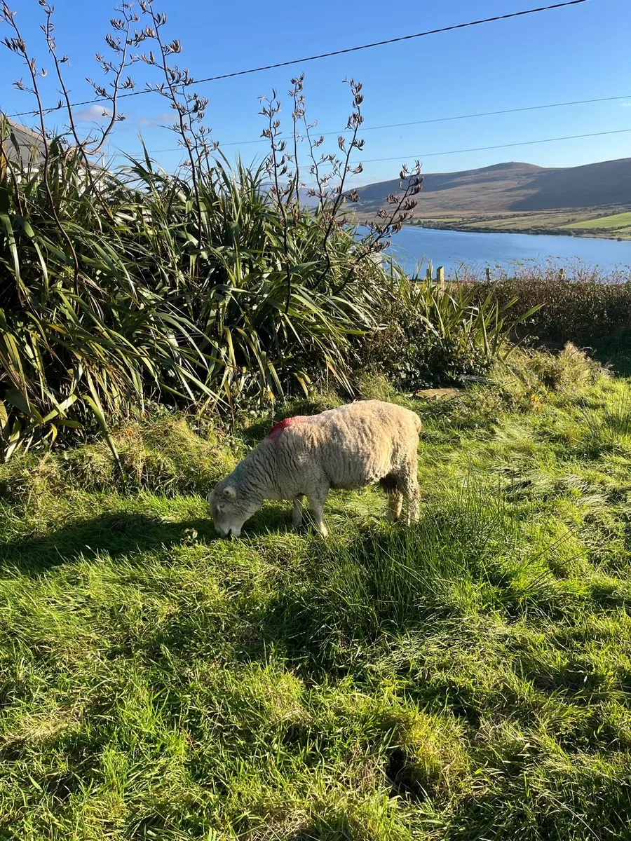 Dorset Ram - Image 4