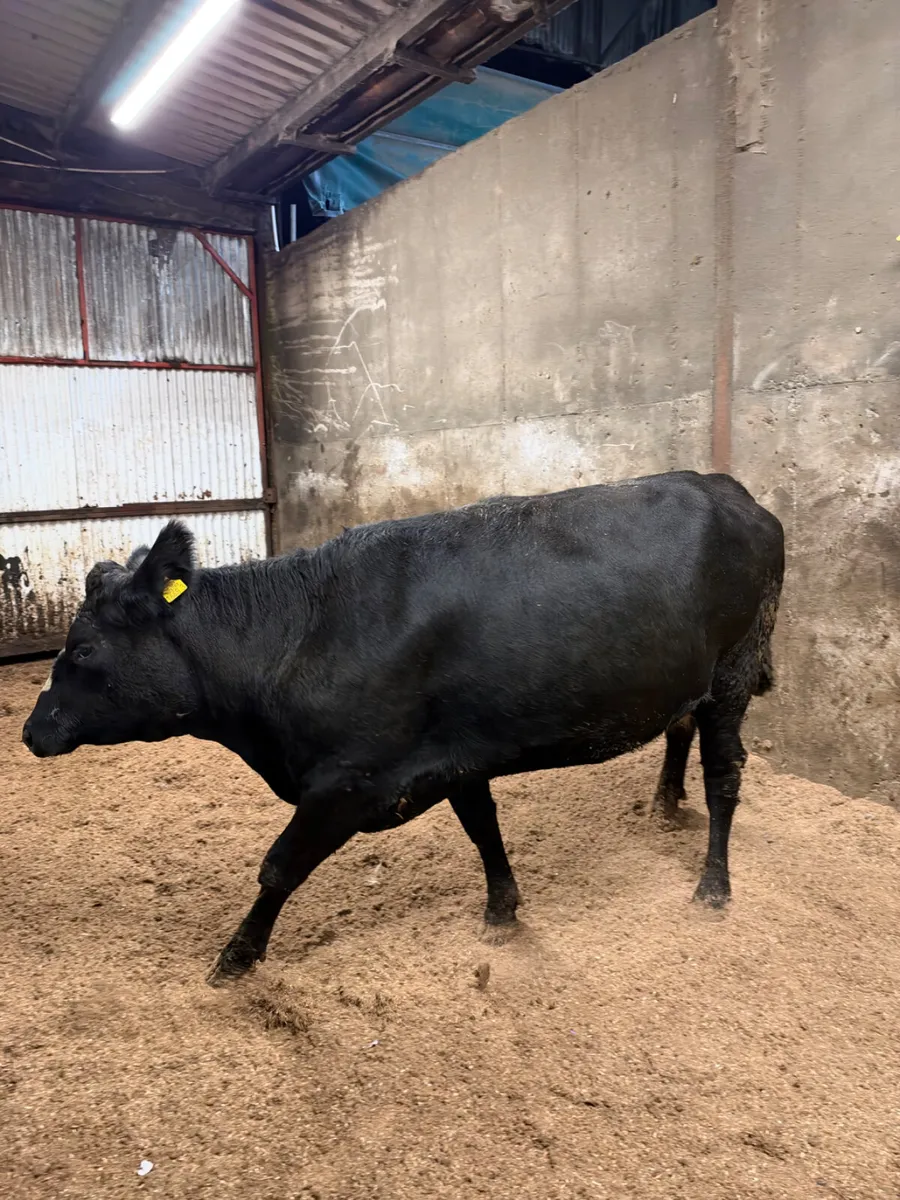 Angus springing heifer - Image 4
