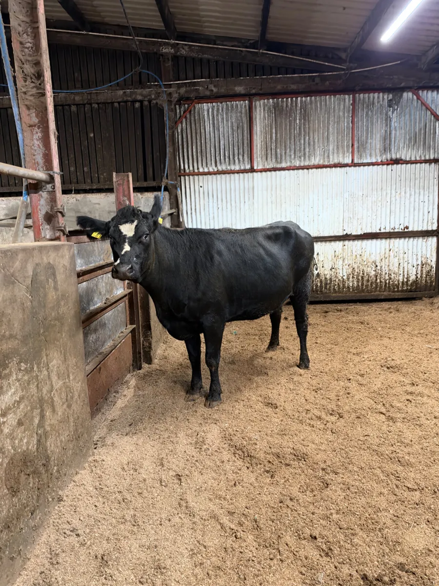 Angus springing heifer - Image 1