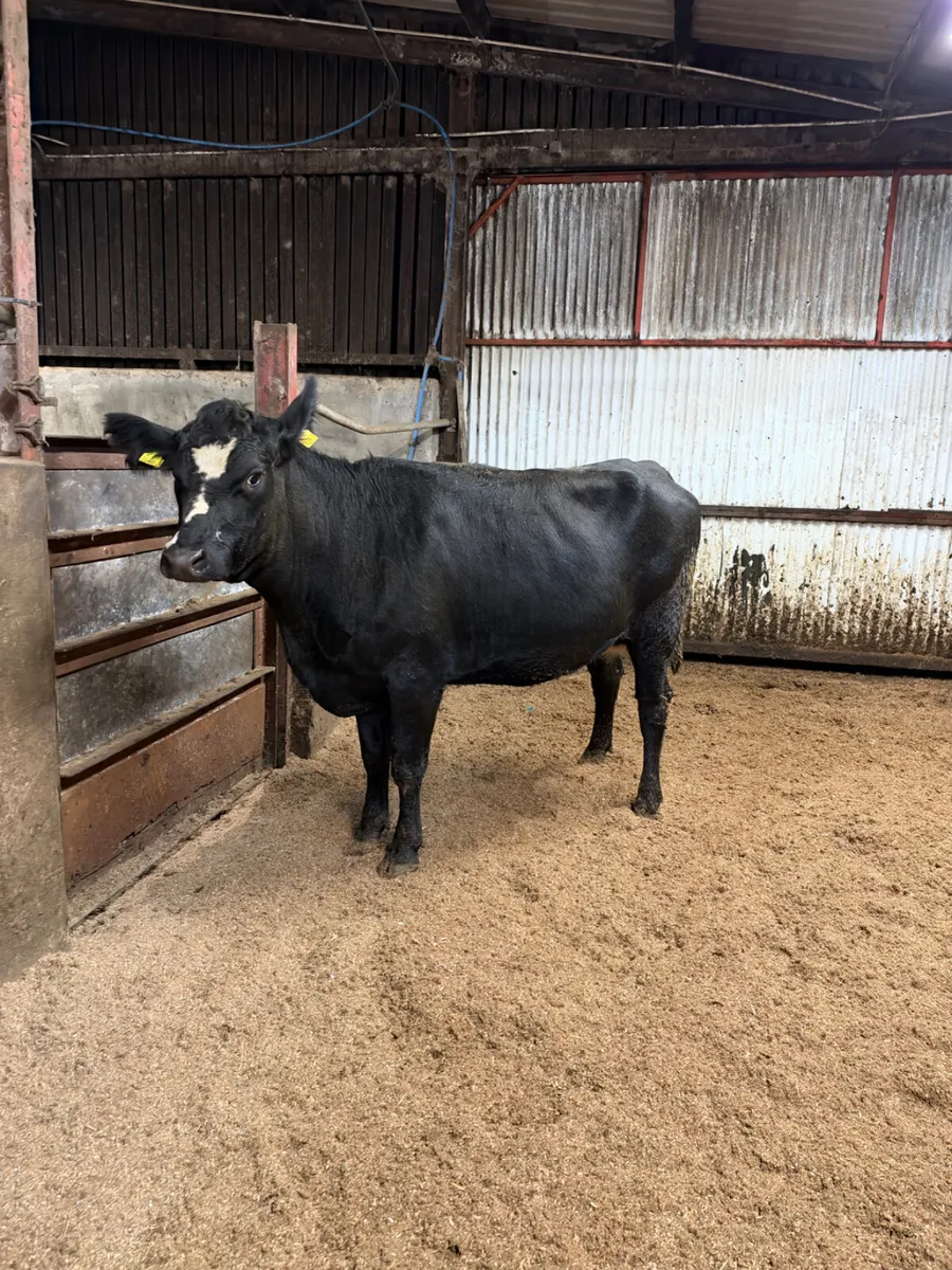 Angus springing heifer - Image 2